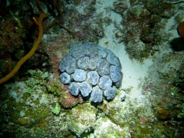 087 Spiny Flower Coral IMG 5910